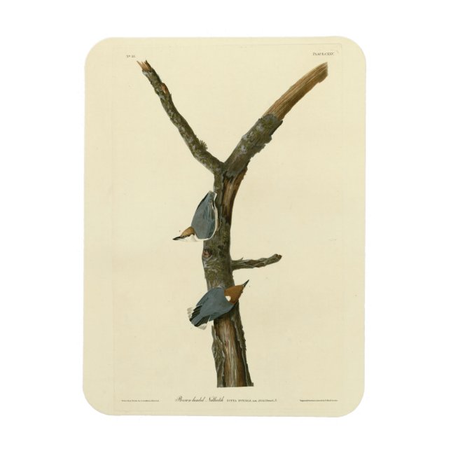 Brown-headed Nuthatch - Audubon's Birds of America Magnet (Vertical)