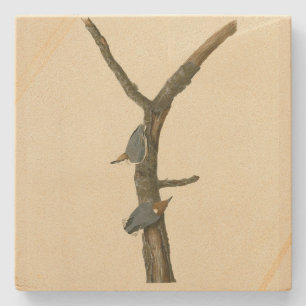 Brown-headed Nuthatch - Audubon's Birds of America Stone Coaster