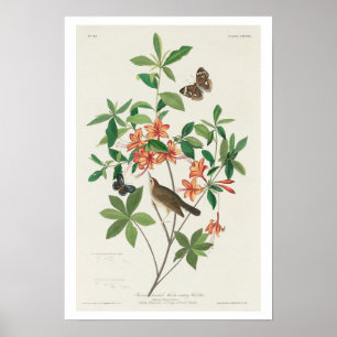 Brown headed Worm eating Warbler by Audubon Poster