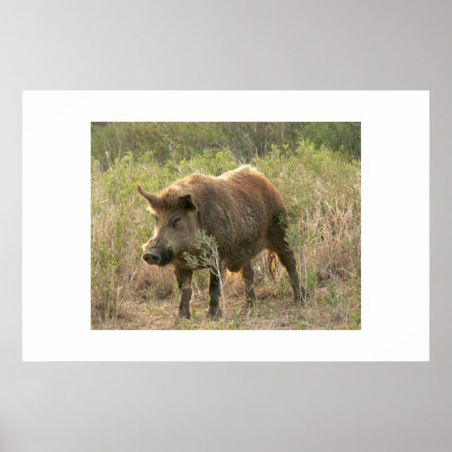 Brown hog. poster (Front)