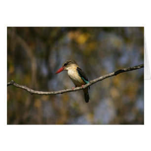 Brown-hooded Kingfisher