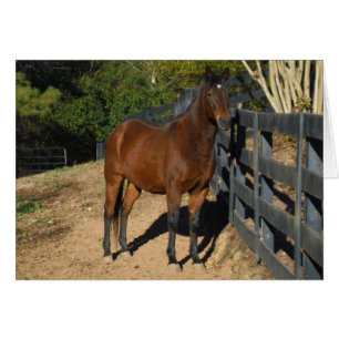 Brown Horse against a Fence