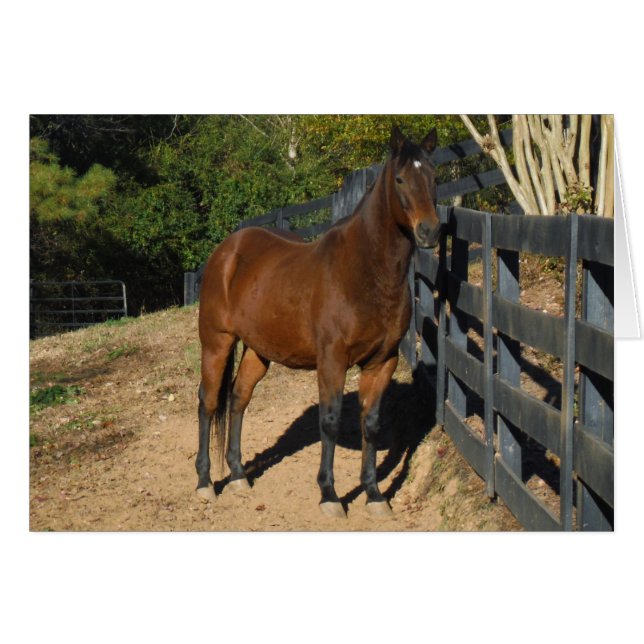 Brown Horse against a Fence (Front Horizontal)