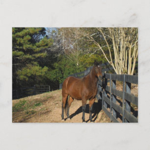 Brown Horse against a Fence Postcard