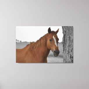 Brown Horse, B&W Background Canvas Print