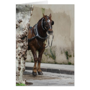 Brown Horse, Blank Inside