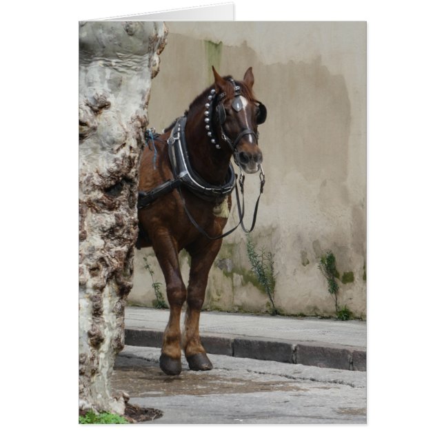 Brown Horse, Blank Inside Greeting Card (Front)