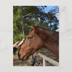 Brown Horse Called Bennie Loving A Pat, Postcard