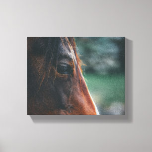 Brown Horse Close-Up Canvas Print