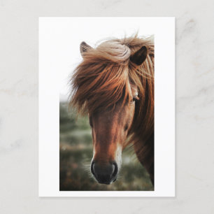 Brown Horse Close-up Photo Postcard