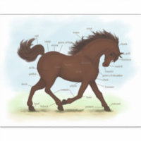Brown Horse Educational Equine Anatomy Chart