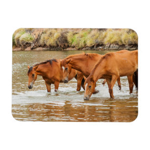 Brown Horse family at the river Magnet