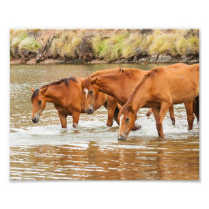 Brown Horse family at the river Photo Print