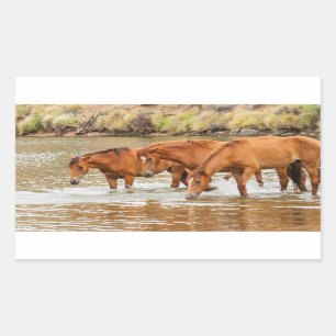 Brown Horse family at the river Rectangular Sticker