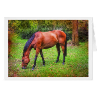 brown horse grazing