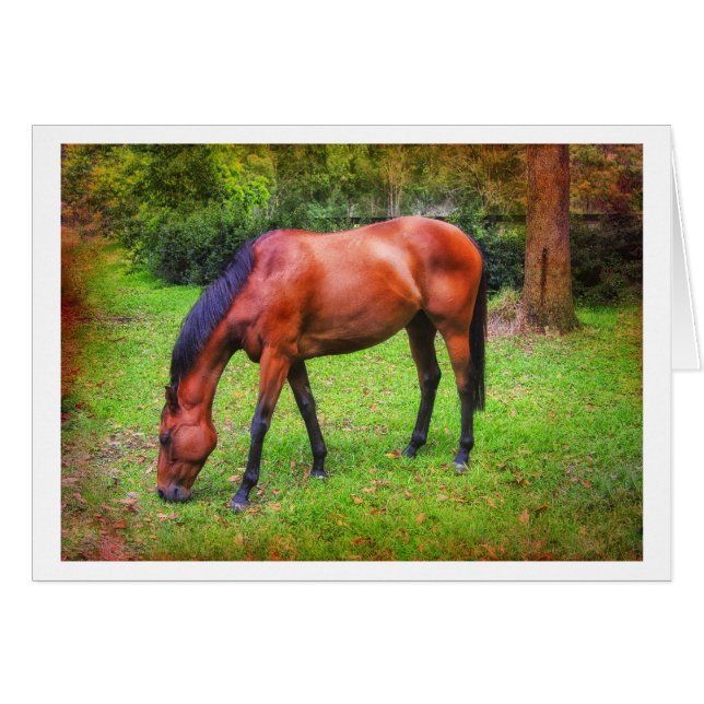brown horse grazing (Front Horizontal)