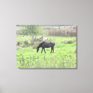 Brown Horse Grazing in the Field Photo Wall Art