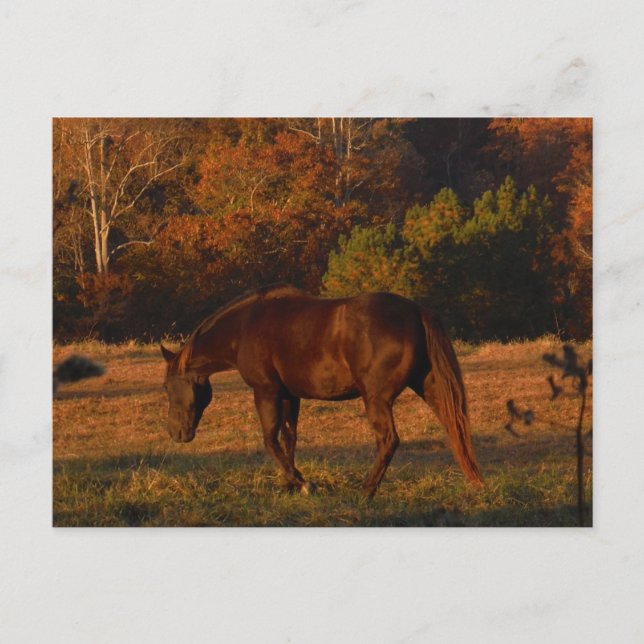 Brown horse in a Autumn feild Postcard (Front)