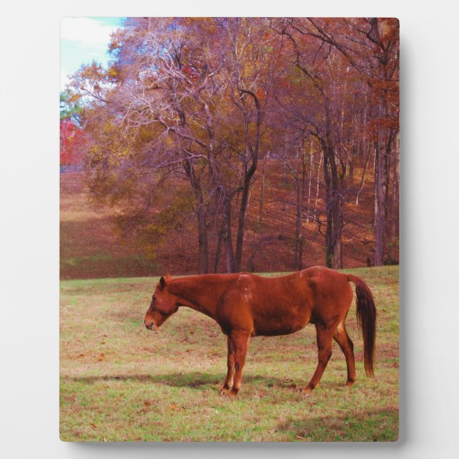 Brown horse in a grass field plaque (Front)