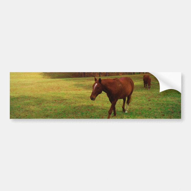 Brown Horse in a Rainbow coloured field Bumper Sticker (Front)