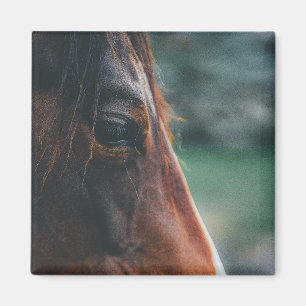 Brown Horse in Close-up Magnet