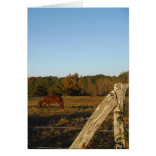 Brown horse in  the Sun