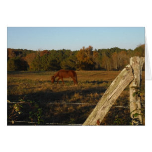 Brown horse in  the Sun