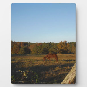 Brown horse in  the Sun Plaque