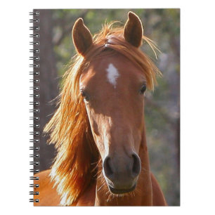 Brown Horse in the Sunlight Spiral Notebook
