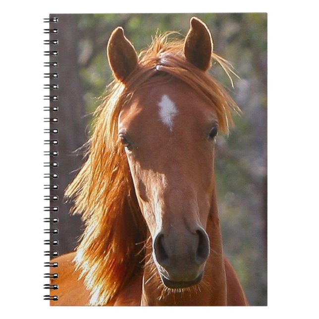 Brown Horse in the Sunlight Spiral Notebook (Front)