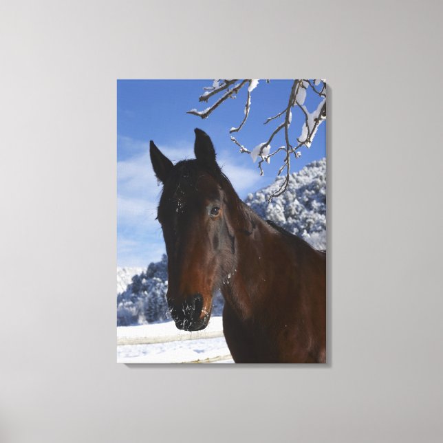Brown horse in winter canvas print (Front)