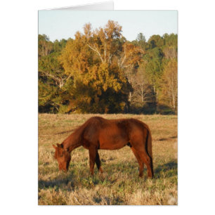 Brown horse in  yellow tree field
