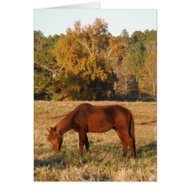 Brown horse in  yellow tree field (Front)