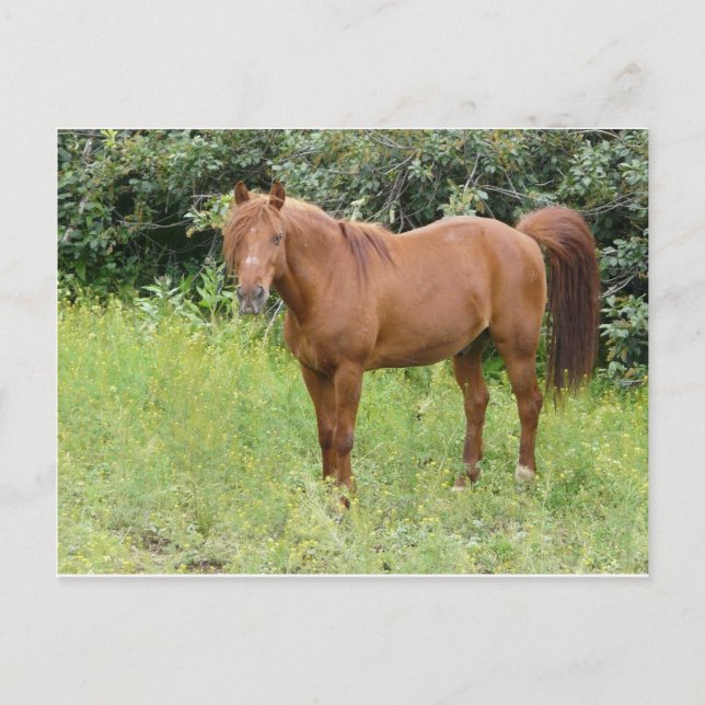brown horse postcard (Front)