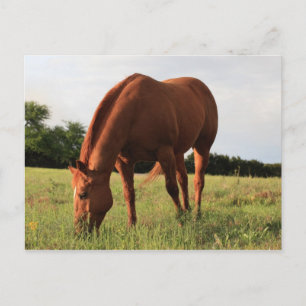 Brown Horse Postcard