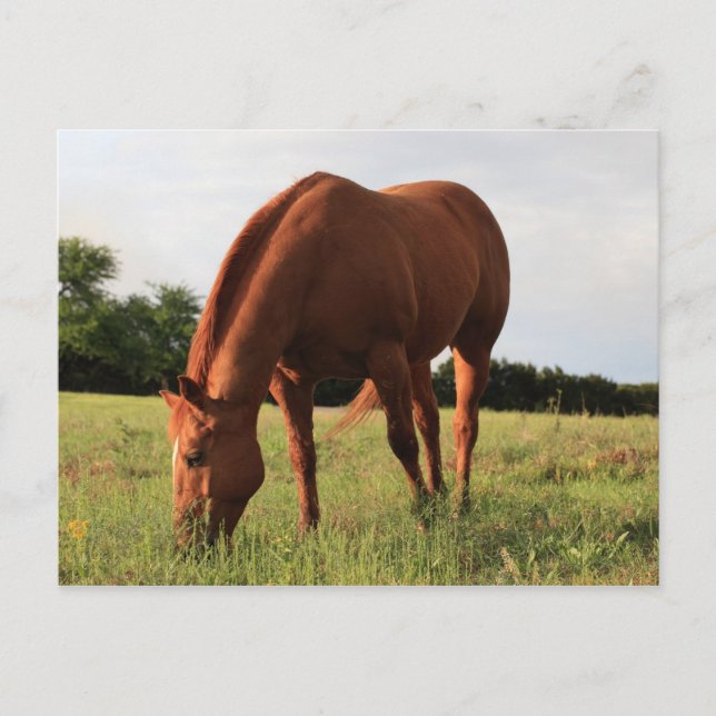 Brown Horse Postcard (Front)