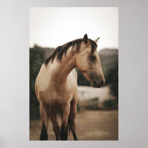 BROWN HORSE POSTER