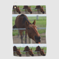 Brown Horse Reaching For A Carrot,