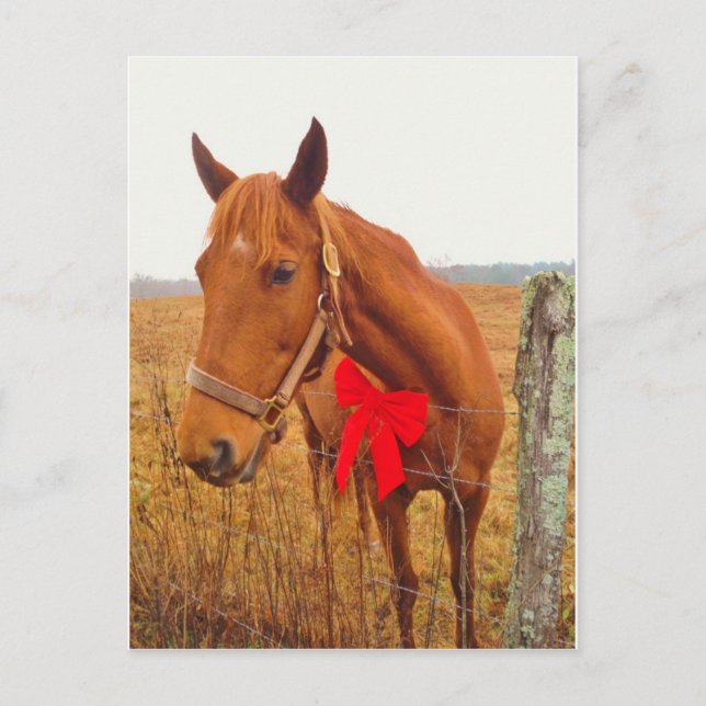 Brown Horse Red Bow Postcard (Front)