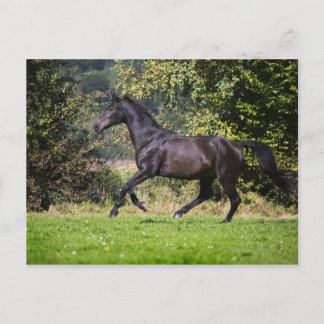 brown horse running on meadow postcard