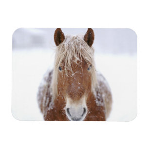 Brown Horse Standing in Snowy Field Close Up. Magnet