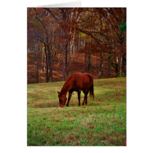 Brown Horse w/ White Nose at Woods Edge
