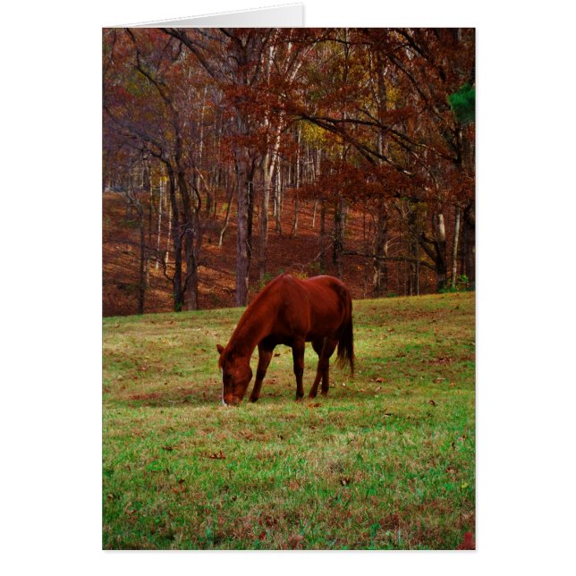 Brown Horse w/ White Nose at Woods Edge (Front)