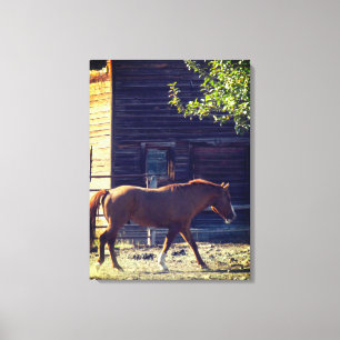 Brown Horse Walking Canvas Print