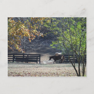 Brown Horse walking through Fence Postcard
