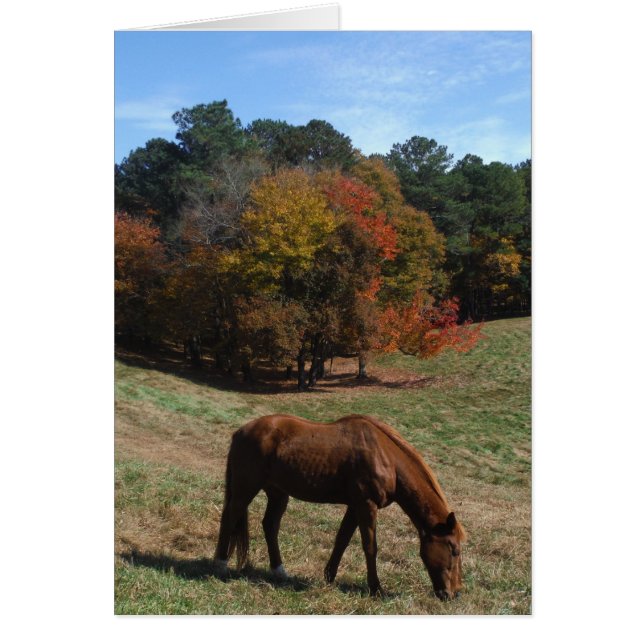 Brown horse with fall trees (Front)