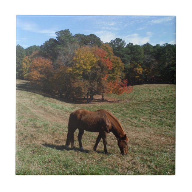 Brown horse with fall trees tile (Front)