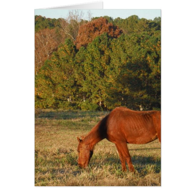 Brown Horse with Pine Trees (Front)