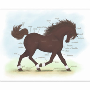 Brown Horse With Socks & Blaze Anatomy Chart