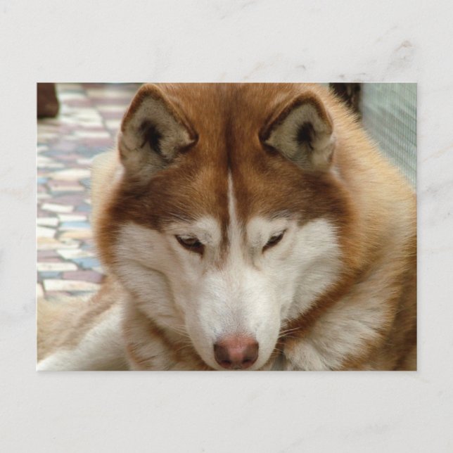 Brown Husky Postcard (Front)